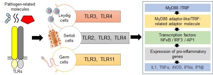 Role of toll-like receptors