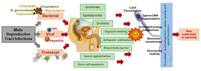 Reproductive tract infections