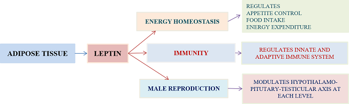 Leptin in male reproduction