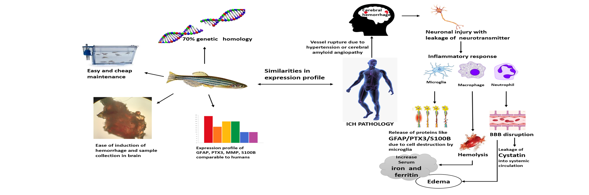 Zebrafish as model for brain inflammations